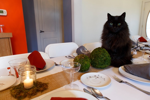 Your cat shouldn't be on your Thanksgiving table, but if you want to share some of your Turkey Day feast, here's what foods are safe for him to eat.