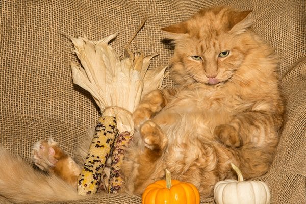 An orange cat surrounded by pumpkins, corn and Thanksgiving decor.