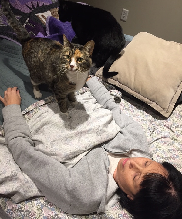 5 Ways That My Cats Are My Alarm Clocks Catster