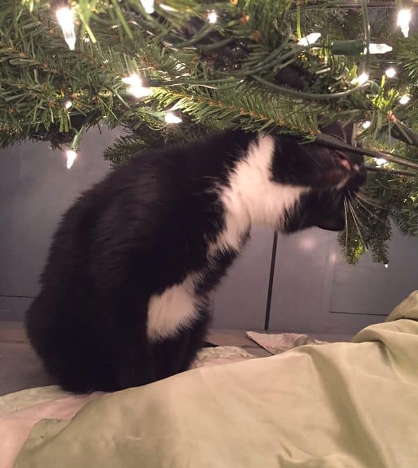6 Ways My Cats Reacted To My Artificial Christmas Tree Catster