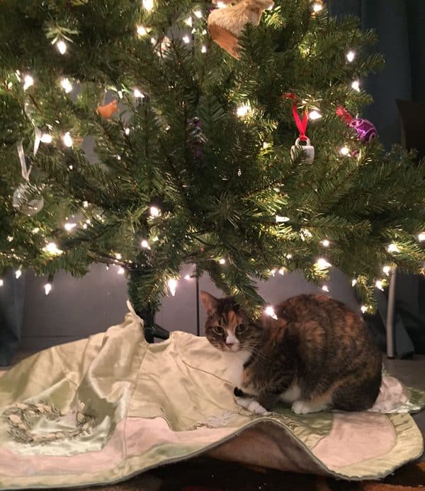 6 Ways My Cats Reacted to My Artificial Christmas Tree Catster