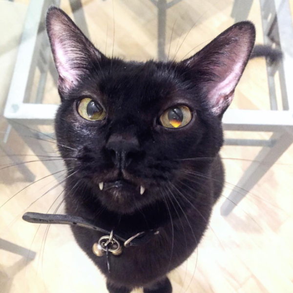 Albums 102+ Pictures Black Around Cats Mouth And Nose Latest 10/2023