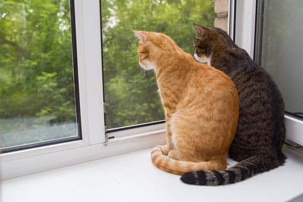 Two cats looking out of a window together.