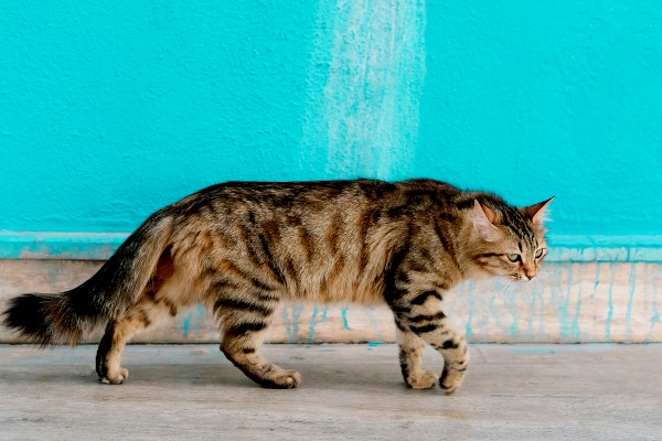 cat-avoiding-confrontation