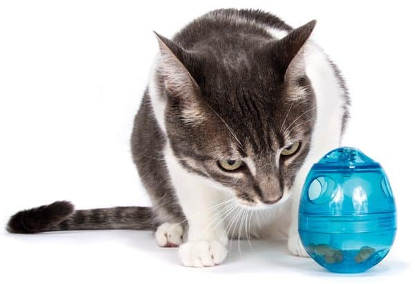 The Best Puzzle Toys for Cats: Stimulating Their Minds and