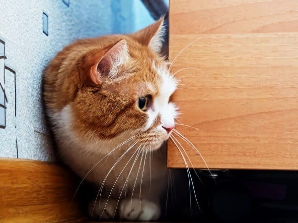 One way cats avoid confrontations is by hiding. Photo by Shutterstock