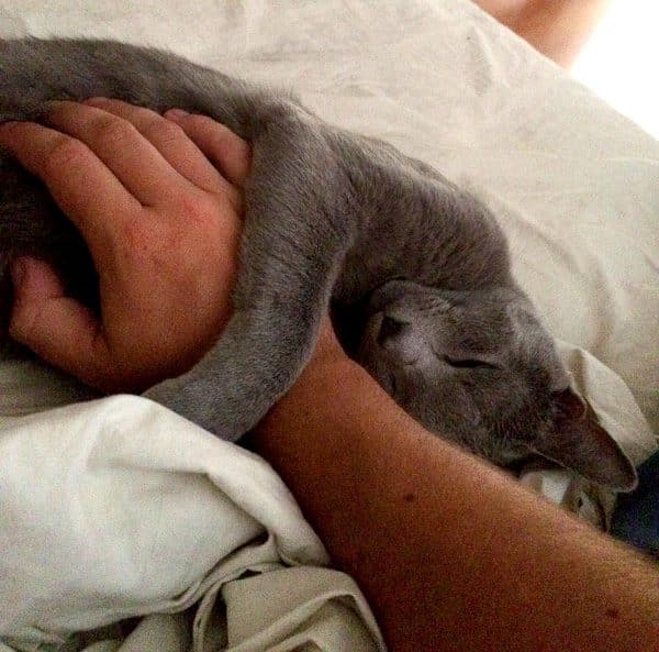 cat-loving-spy-bubbins-asleep-hand