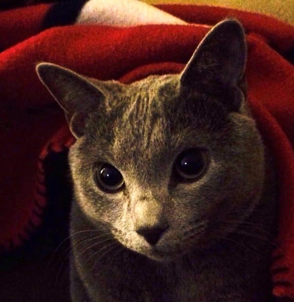 cat-loving-spy-bubbins-close-up
