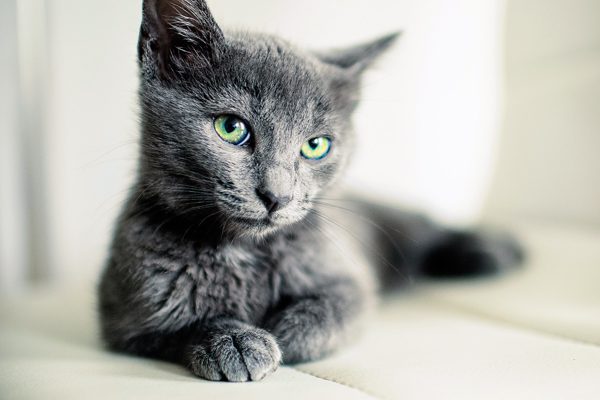 russian blue cat