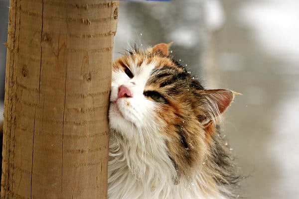Cat marking by rubbing objects. Photo by Shutterstock