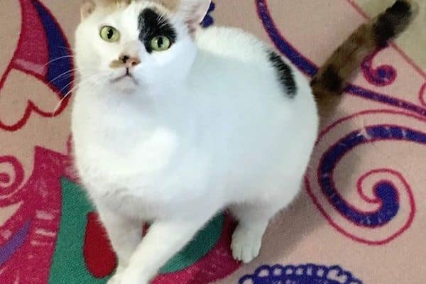Orlando Cat Cafe Have a Coffee Date with Adoptable Orlando Cat Cafe Have a Coffee Date with Adoptable