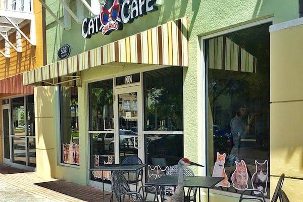 Orlando Cat  Cafe  Have a Coffee Date  with Adoptable 