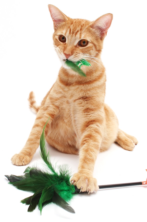 cat brain toys