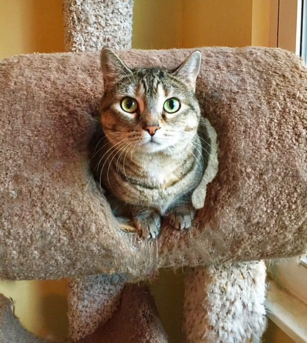 fiona-cat-tree