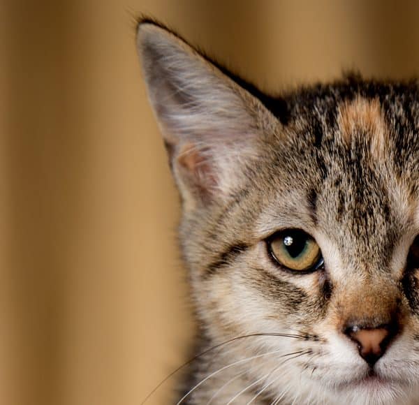 Cat Brain Development From Kitten to Adult (An Overview) Catster