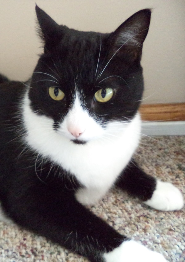 mittens cranky