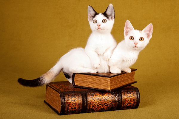 munchkin-kittens-dwarfism-cats