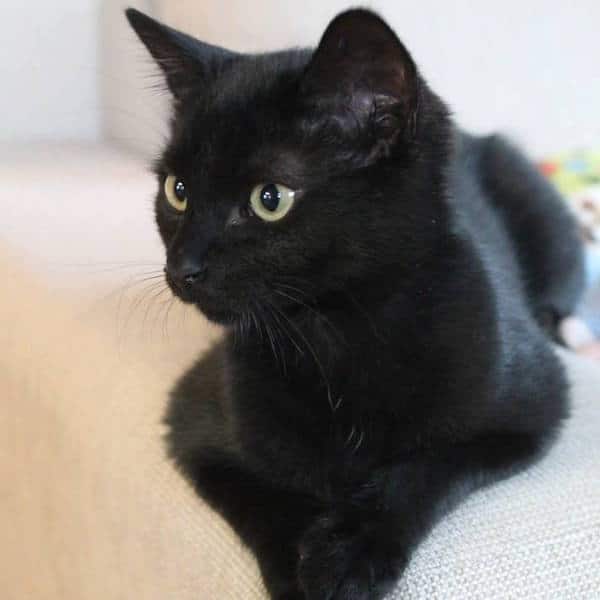 Bruce Mistaken for a Mouse Grew Up to Be a Black Cat Bruce Mistaken for a Mouse Grew Up to Be a Black Cat