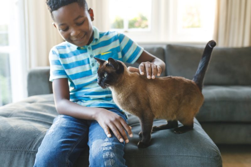 Happy boy sitting on couch and petting his cat in sunny living room