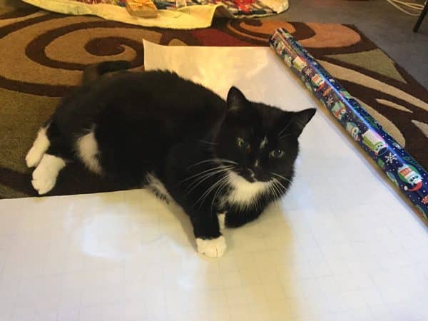 A cat lying on top of wrapping paper.