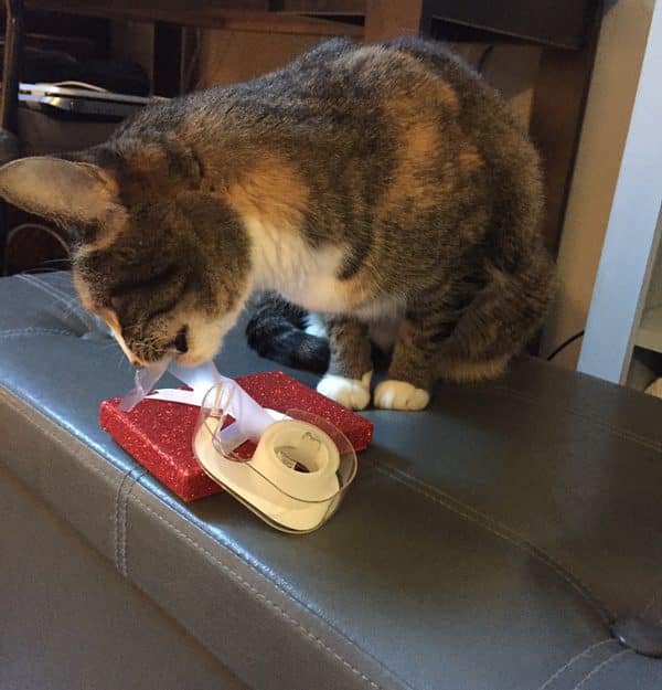 A cat chewing on gift-wrapping tape.