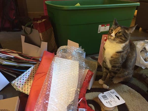 A cat among holiday gift-wrapping supplies.