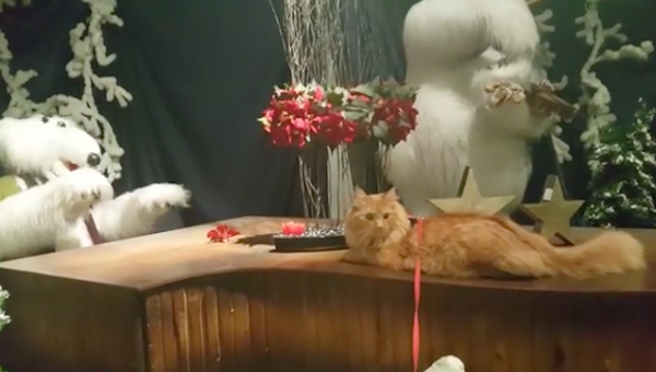 JesperpusChristmas
