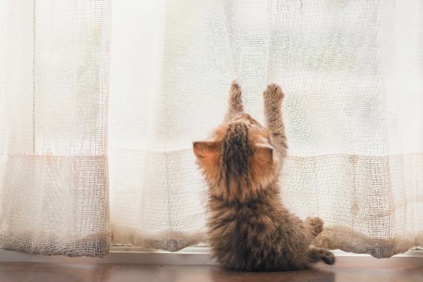 A naughty kitten scratching at curtains.