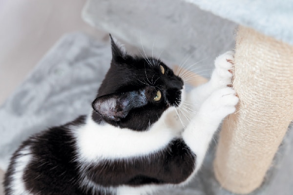 white cat scratching post