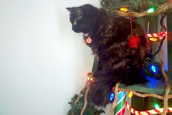 cat-friendly-xmas-tree-speck