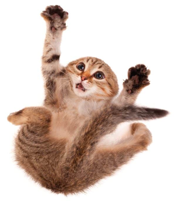 catster quiz is your