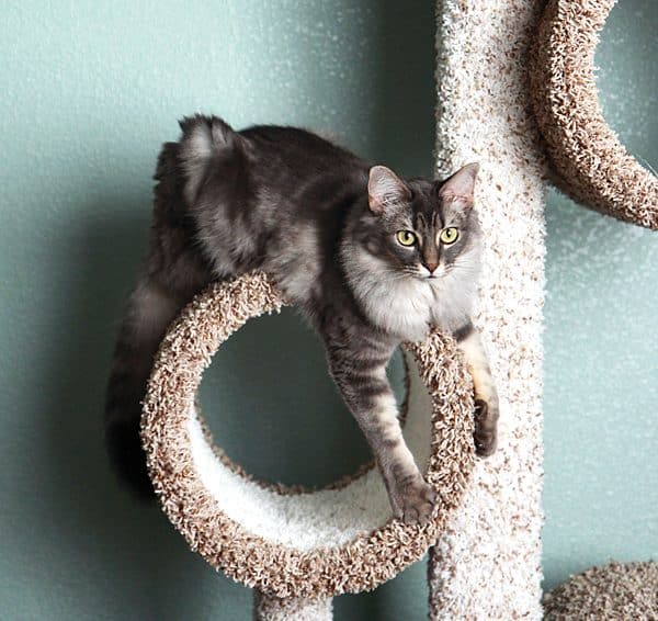 Tabby cat playing in cat tree