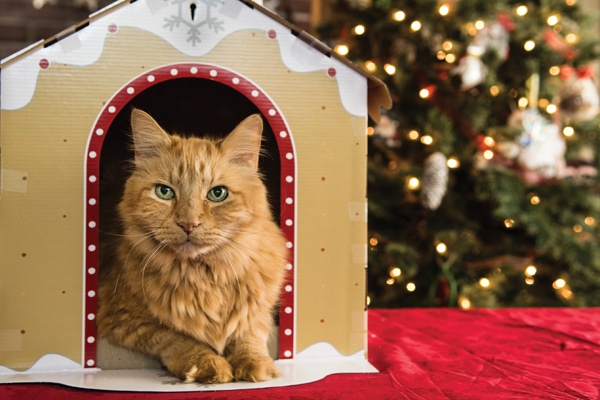 A cute cat waiting for Santa on Christmas Eve.