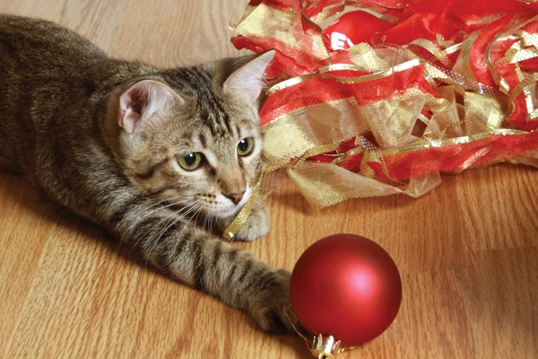 feline-holiday-freakout-ornament
