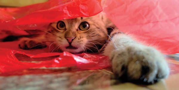 Cute funny cat in a plastic red bag.. seeming to think "Please, help me!" his eyes are so expressive!