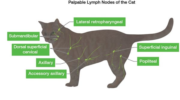 Cat Lymph Nodes Vet Verified Health Facts Guide Diagram Catster