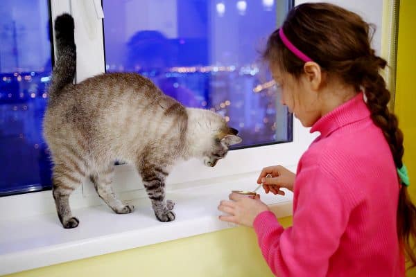 Feed cats in different locations. Photo by Shutterstock