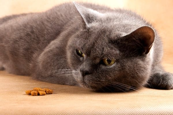 Cat refusing to eat. Photo by Shutterstock