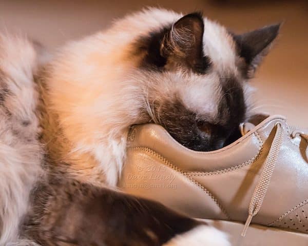 "I know what to do with these shoes."