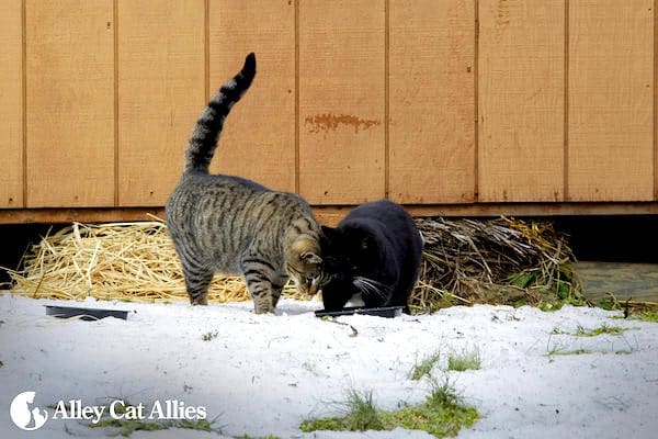 Follow These Tips to Help Stray and Feral Cats Survive the Cold Catster