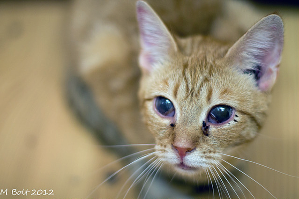Treating uri in kittens on sale