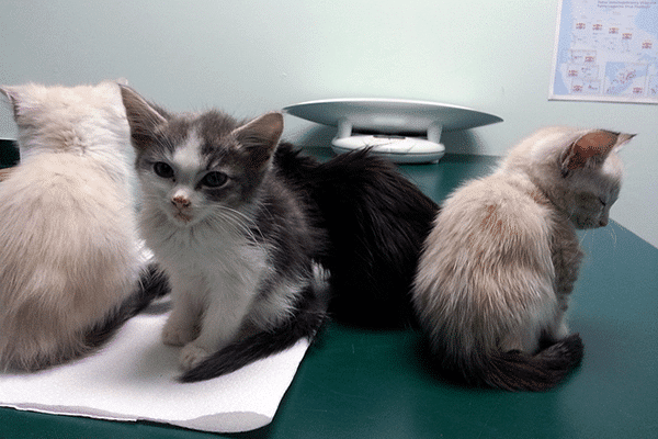 Four sick kittens at the vet, CC-BY Jennifer C.