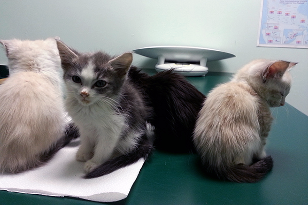 Four sick kittens at the vet, CC-BY Jennifer C.