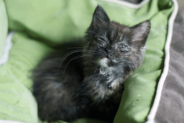 Sick kitten, CC-BY-SA Pete Markham