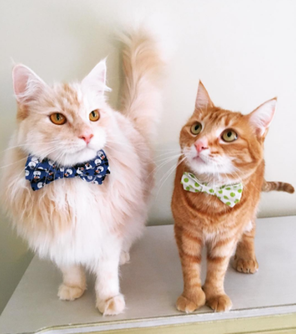 Bowties