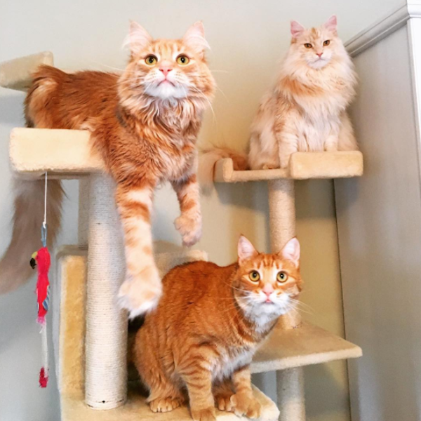 CatTree