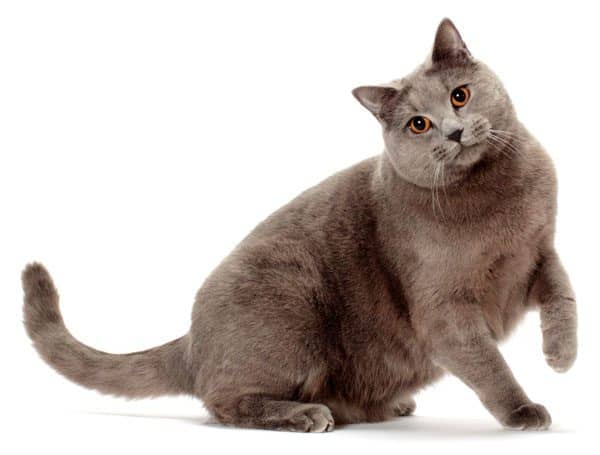 buy chartreux cat