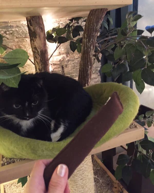cosmo-catnip-cigar-cat-toy