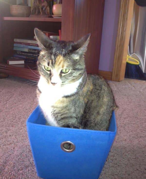 phoebe-sassy-box