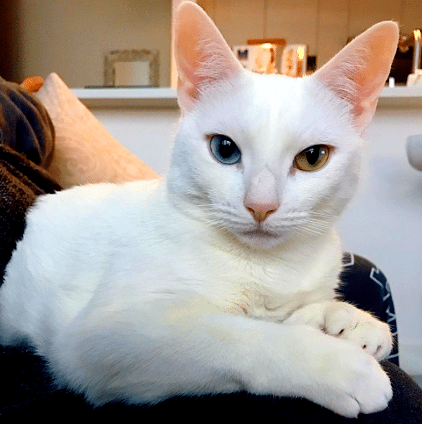 Meet Sansa, a Gorgeous White Cat With Feline Hyperesthesia ...